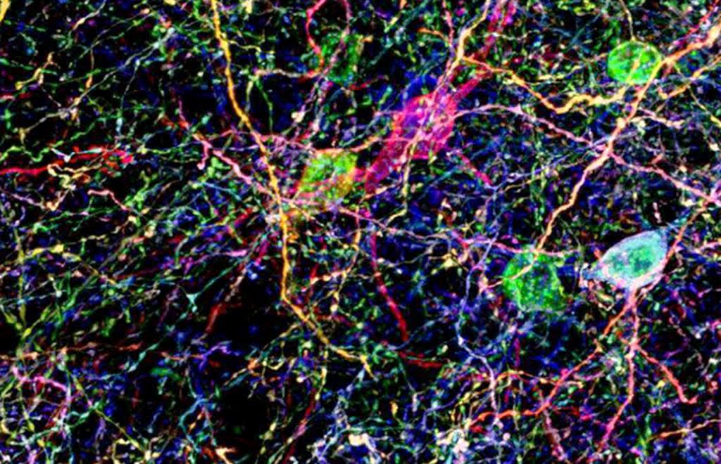 Brainbow Antibodies