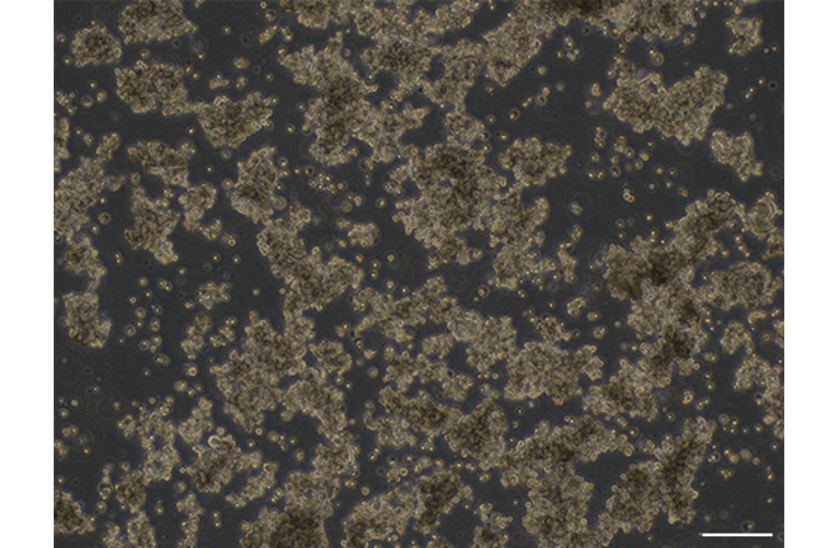 160931 - 765 x 500