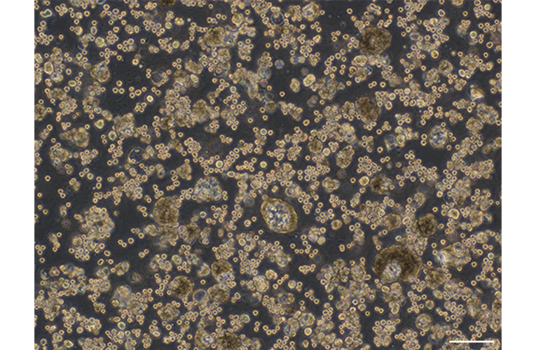160947 - 765 x 500-1